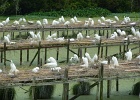 Avery Island Herron Island-11